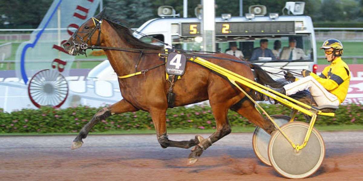 Pronostic Quinté du Vendredi 11 Juillet 2025